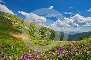 Summer flowers near Chata M.R Stefanika mountain chalet  in Low Tatras