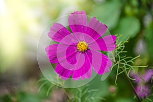 Summer flowers pink cosmos flowers - in Latin Cosmos Bipinnatus