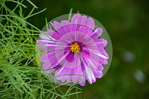 Summer flowers pink cosmos flowers - in Latin Cosmos Bipinnatus