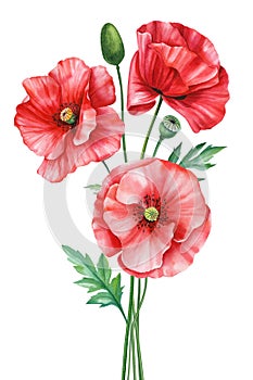 Summer flowers poppies Watercolor painting illustration, Hand drawn botanical Wildflower. Bouquet red flowers, postcards