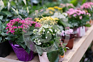 Summer flowers in pots for garden