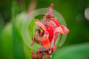 Summer flowers 4