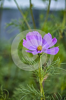 Summer flowers purple cosmos flowers - in Latin Cosmos Bipinnatus