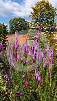 Summer flowers at the RHS Bridgewater Gardens in Salford, Northern England