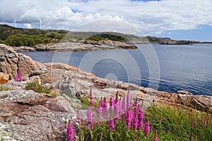 Summer flowers in Rogaland, Norway photo