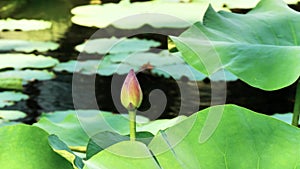 Summer flowers series, beautiful pink lotus bud in pond with green leaves, 4k movie, slow motion