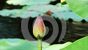 Summer flowers series, beautiful pink lotus bud in pond with green leaves, closeup view, slow motion