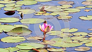 Summer flowers series, beautiful pink water lily in pond with green leaves, 4k movie, slow motion