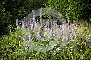 Summer flowers, Stiavnica Mountains, Slovakia