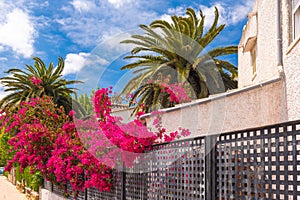 Summer flowers on street in Alcudia