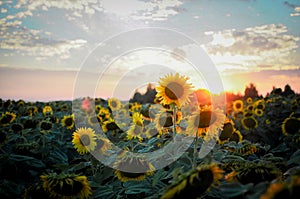 Summer flowers. Sunset in the garden.