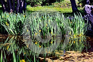 Summer flowers, Suomenlinna fortress, Finland