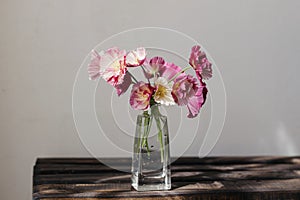 Summer flowers in vase, rustic still life. Beautiful pink california poppy on aged wooden bench. Floral moody wallpaper. Space for