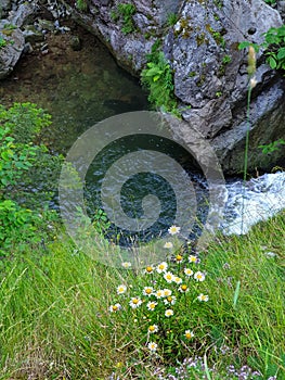 Summer flowers and water at Iadolina waterfall