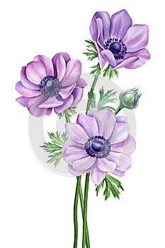 Summer flowers Watercolor painting illustration, Hand drawn detailed botanical Wildflower on white background. Bouquet