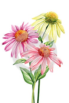 Summer flowers wedding watercolor bouquets. Floral pastel botanical arrangement. Echinacea flower, Painting plant design