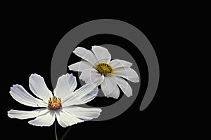 Summer flowers, white cosmos flowers, isolated on black background - in Latin Cosmos Bipinnatus