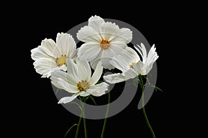 Summer flowers white cosmos - in Latin Cosmos Bipinnatus, isolated on black background
