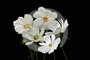 Summer flowers white cosmos - in Latin Cosmos Bipinnatus, isolated on black background