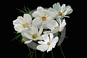 Summer flowers white cosmos - in Latin Cosmos Bipinnatus, isolated on black background