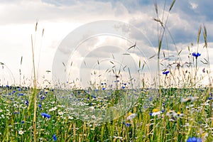 Summer floweRussian field, summer landscape, cornflowers and chamomiles, ears of wheat, gloomy sky with clouds