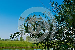 Summer fluff on a Bush near the lake