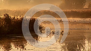 Summer foggy morning on the lake with reeds and ducks.