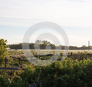 Summer foggy morning in a village in Siberia in Omsk