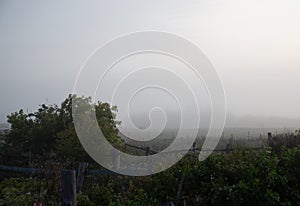 Summer foggy morning in a village in Siberia in Omsk