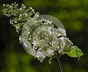 Back Lit Summer Foliage