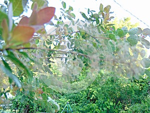 Summer foliage