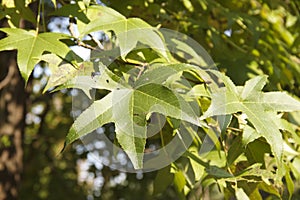 Summer foliage of American sweetgum Liquidambar styraciflua. photo