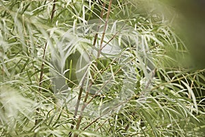 Summer Foliage of a Coyote Willow Tree Salix exigua Growing in a Herbaceous Border in a Country Cottage Garden