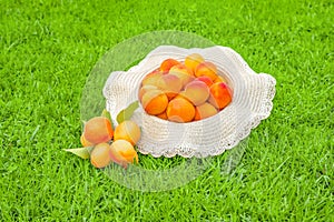 Summer food concept. Ripe apricots in a hat lying in the grass. Fresh juicy apricots. Early fruits. Organic fruits