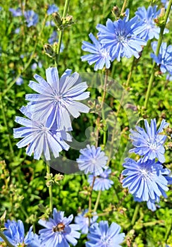 Summer forbs. Blooming chicory in the field. Selective focus