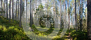Summer forest