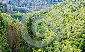 Summer forest background, beautiful bird eye view on green trees .