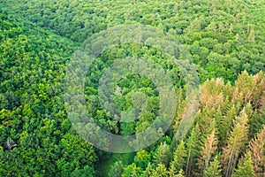 Summer forest background, beautiful bird eye view on green trees .