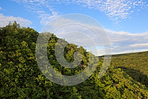 Summer forest background, beautiful bird eye view on green trees .