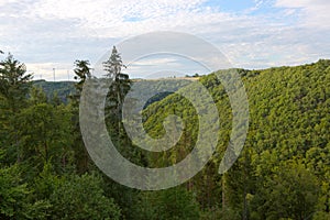 Summer forest background, beautiful bird eye view on green trees .