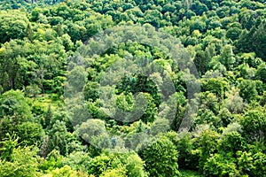 Summer forest background, beautiful bird eye view on green trees .