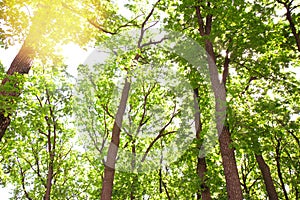 Summer forest bottom view