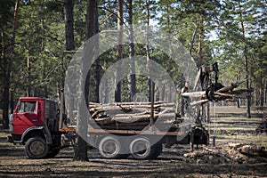 In the summer in the forest deforestation. Two men are loading logs on a car
