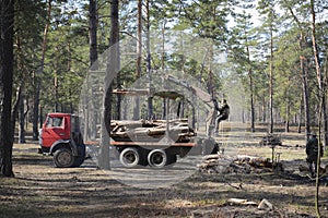 In the summer in the forest deforestation. Two men are loading logs on a car