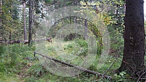 Summer forest, dry tree lying on the ground