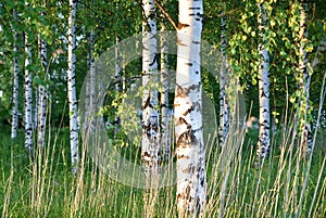 Summer forest in Finland