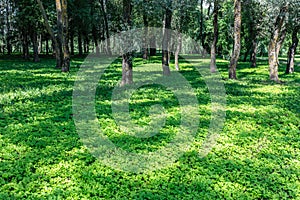 Summer forest floor covered in lush green plants