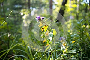 Summer forest flowers of cow-wheat Melampyrum nemorosum.