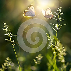summer forest glade with flowering grass and butterflies on a sunny day back lighting, high key