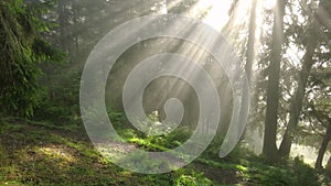 Summer forest with golden sunbeams in golden sunrise